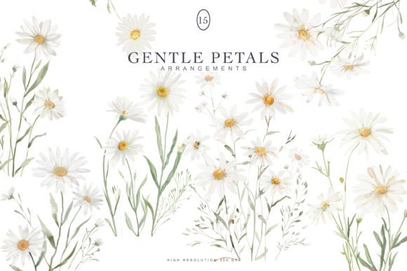 Download Watercolor Daisy Clipart Set - Daisy Collection