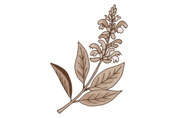 Download Sage Plant Illustration. Medical Botany. - Illustration Collection